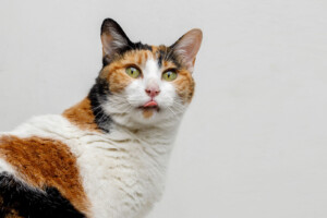 Lees meer over het artikel Katten steken hun tong uit! Waarom? Hierom!