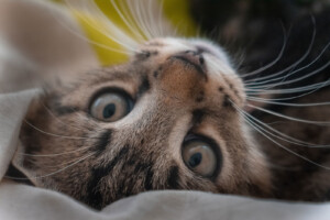Lees meer over het artikel Hoeveel snorharen heeft mijn kat en waarom?