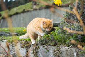 Lees meer over het artikel Katten en hun instincten: begrijp het jachtgedrag van jouw kat