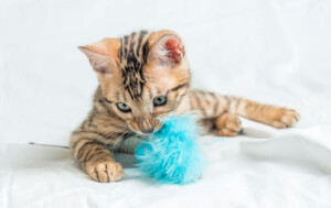 Lees meer over het artikel De leukste kattenspeeltjes voor urenlang speelplezier.